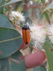 Castiarina rufipennis
