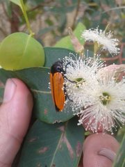 Castiarina rufipennis
