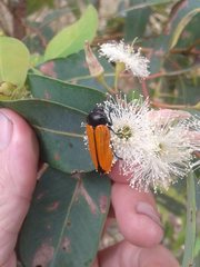 Castiarina rufipennis