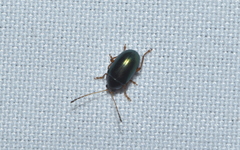 Euphrytus opacicollis
