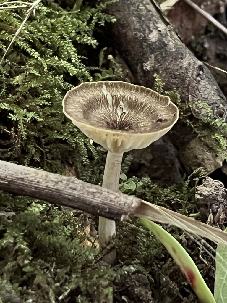 Gerronema sp. 'OH01'