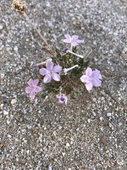 Langloisia setosissima