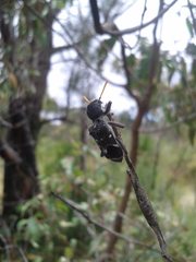 Trogodendron fasciculatum