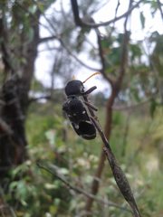 Trogodendron fasciculatum
