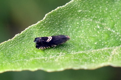 Grapholita interstinctana