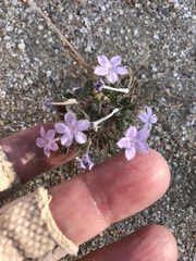 Langloisia setosissima