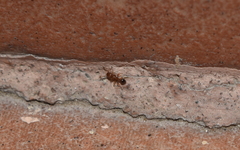 Tetramorium bicarinatum