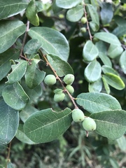 Bridelia cathartica cathartica