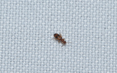 Vacusus vicinus