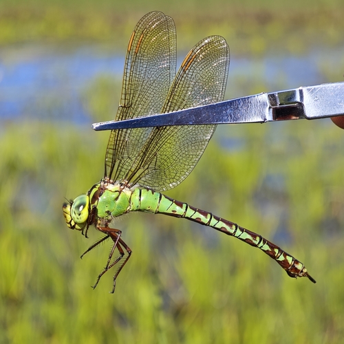 Green Hawker