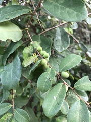 Bridelia cathartica cathartica