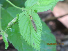 Nephrotoma virescens