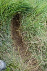 Myocastor coypus