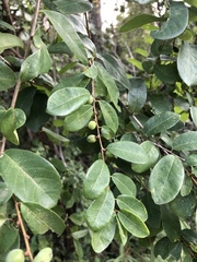 Bridelia cathartica cathartica