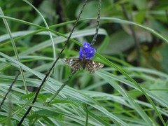 Coladenia indrani