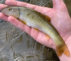 Nocomis platyrhynchus