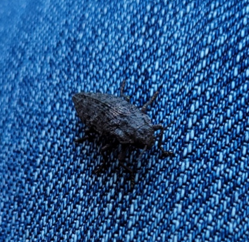 Dark Jewel Beetle photo 3