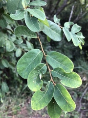 Bridelia cathartica cathartica