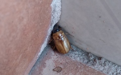 Cyclocephala lunulata