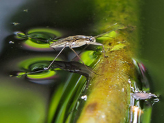 Limnogonus
