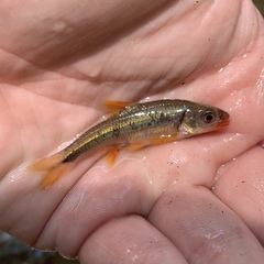Notropis chiliticus