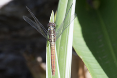 Orthetrum migratum