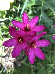 Ixia campanulata