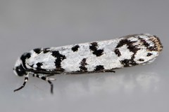 Ethmia eupostica