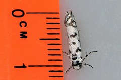 Ethmia eupostica