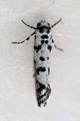 Ethmia eupostica