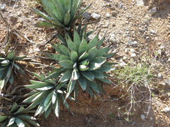 Agave macroacantha