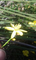 Tricoryne