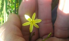 Tricoryne
