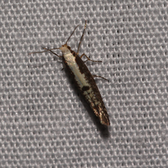 Argyresthia conjugella