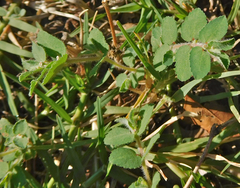 Euphorbia stictospora