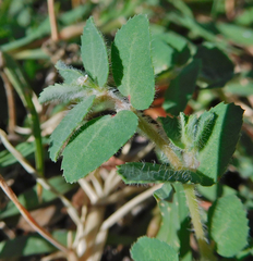 Euphorbia stictospora