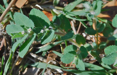 Euphorbia stictospora