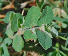 Euphorbia stictospora