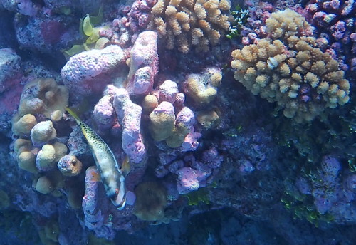 Paracirrhites hemistictus