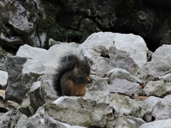 Sciurus oculatus