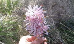 Petrophile linearis