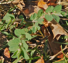 Euphorbia stictospora