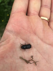 Sinodendron cylindricum