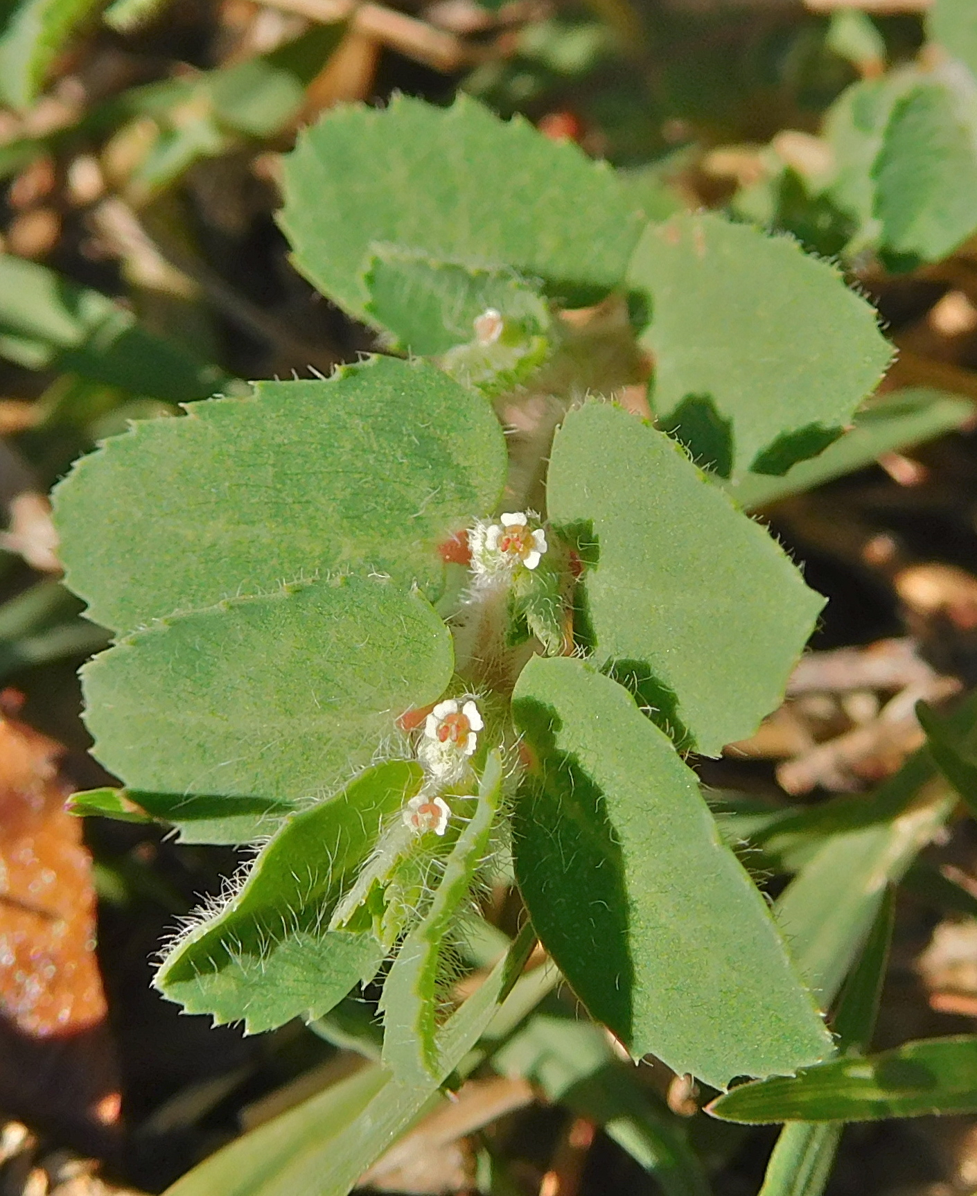 Euphorbia stictospora var. stictospora