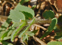 Euphorbia stictospora