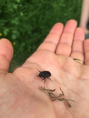 Sinodendron cylindricum