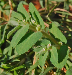 Euphorbia stictospora