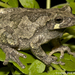 Gray Treefrog - Photo (c) Todd Pierson, some rights reserved (CC BY-NC-SA)