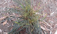 Banksia dallanneyi