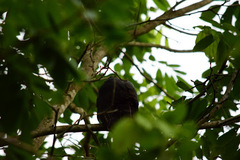 Accipiter bicolor